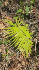 Zamia standleyi
