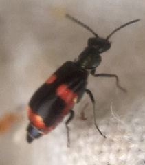 Anthocomus fasciatus