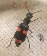 Anthocomus fasciatus