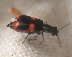 Anthocomus fasciatus