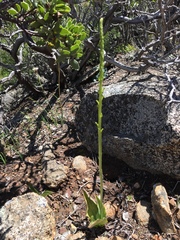 Platanthera unalascensis