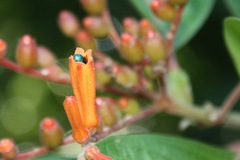 Calloceratina
