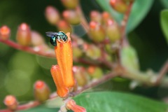 Calloceratina