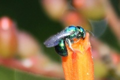 Calloceratina