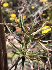 Delphinium cardinale