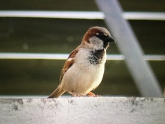 Passer domesticus
