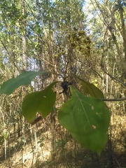 Rumfordia floribunda