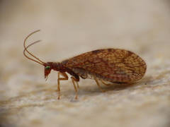 Micromus angulatus