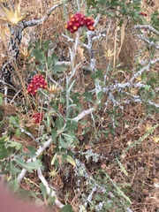 Helichrysum sanguineum
