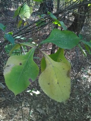 Rumfordia floribunda