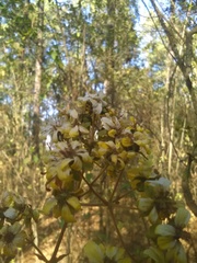 Rumfordia floribunda