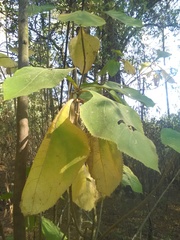 Rumfordia floribunda