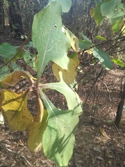 Rumfordia floribunda