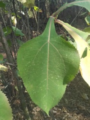 Rumfordia floribunda