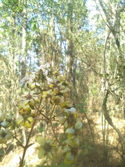 Rumfordia floribunda