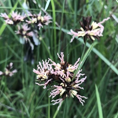 Juncus phaeocephalus
