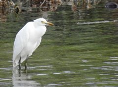 Egretta garzetta nigripes