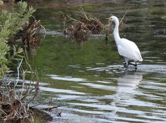 Egretta garzetta nigripes