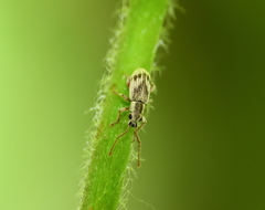 Pseudomyllocerus neapolitanus