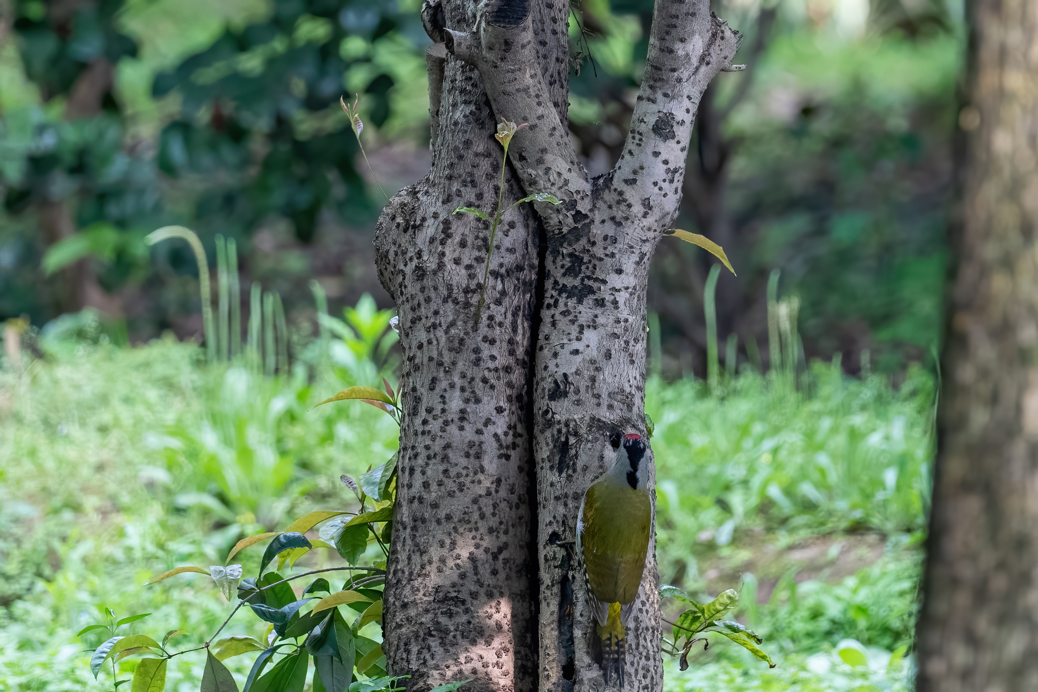 Grey-headed Woodpecker