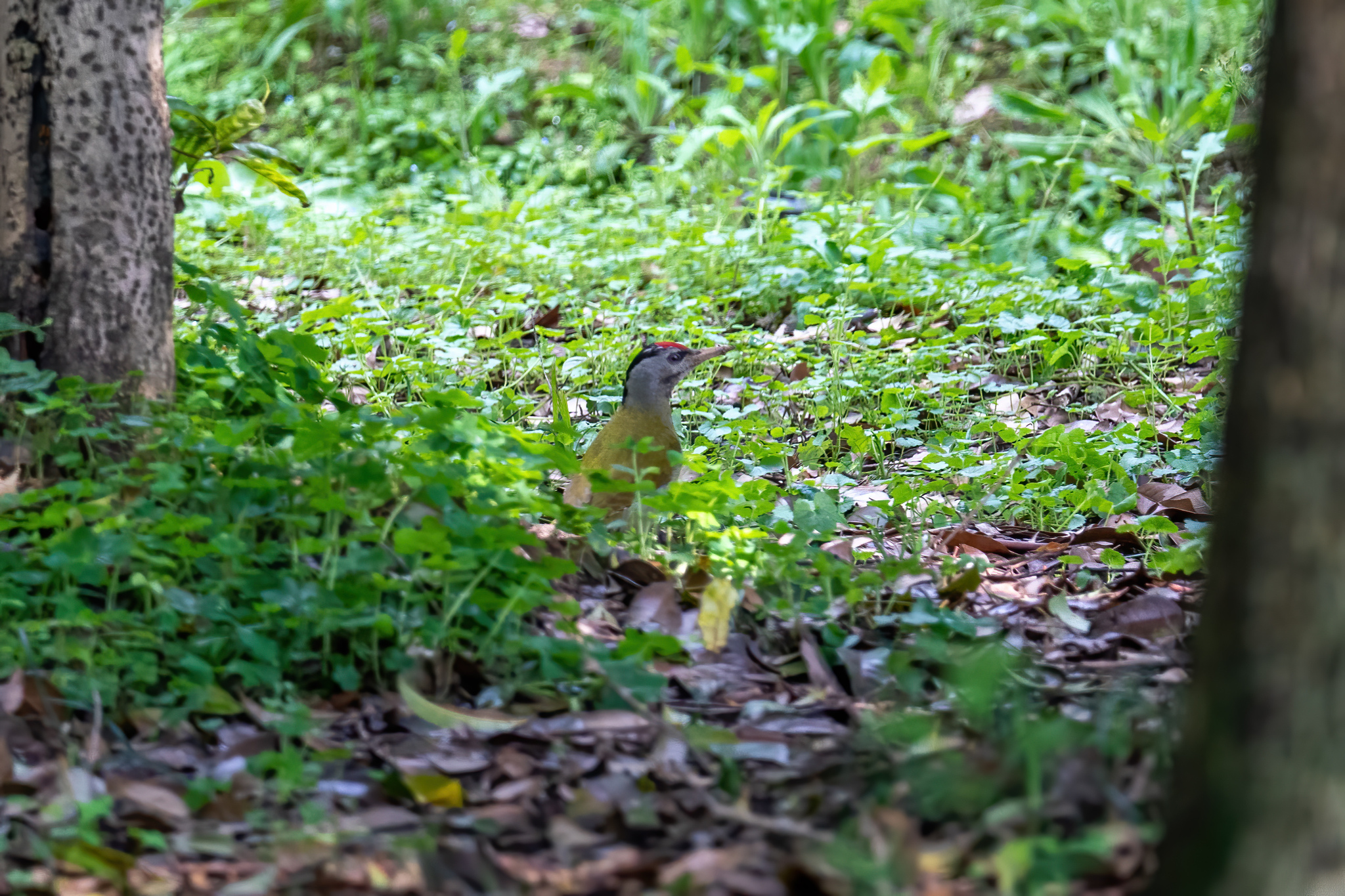 Grey-headed Woodpecker