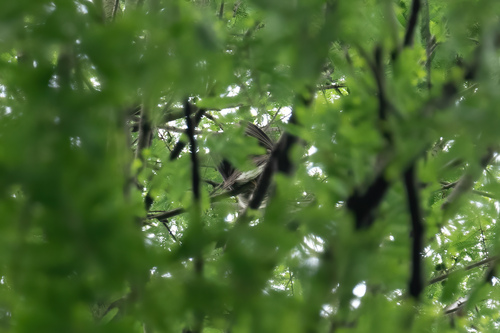 Large Hawk-Cuckoo (Hierococcyx sparverioides), photo 5