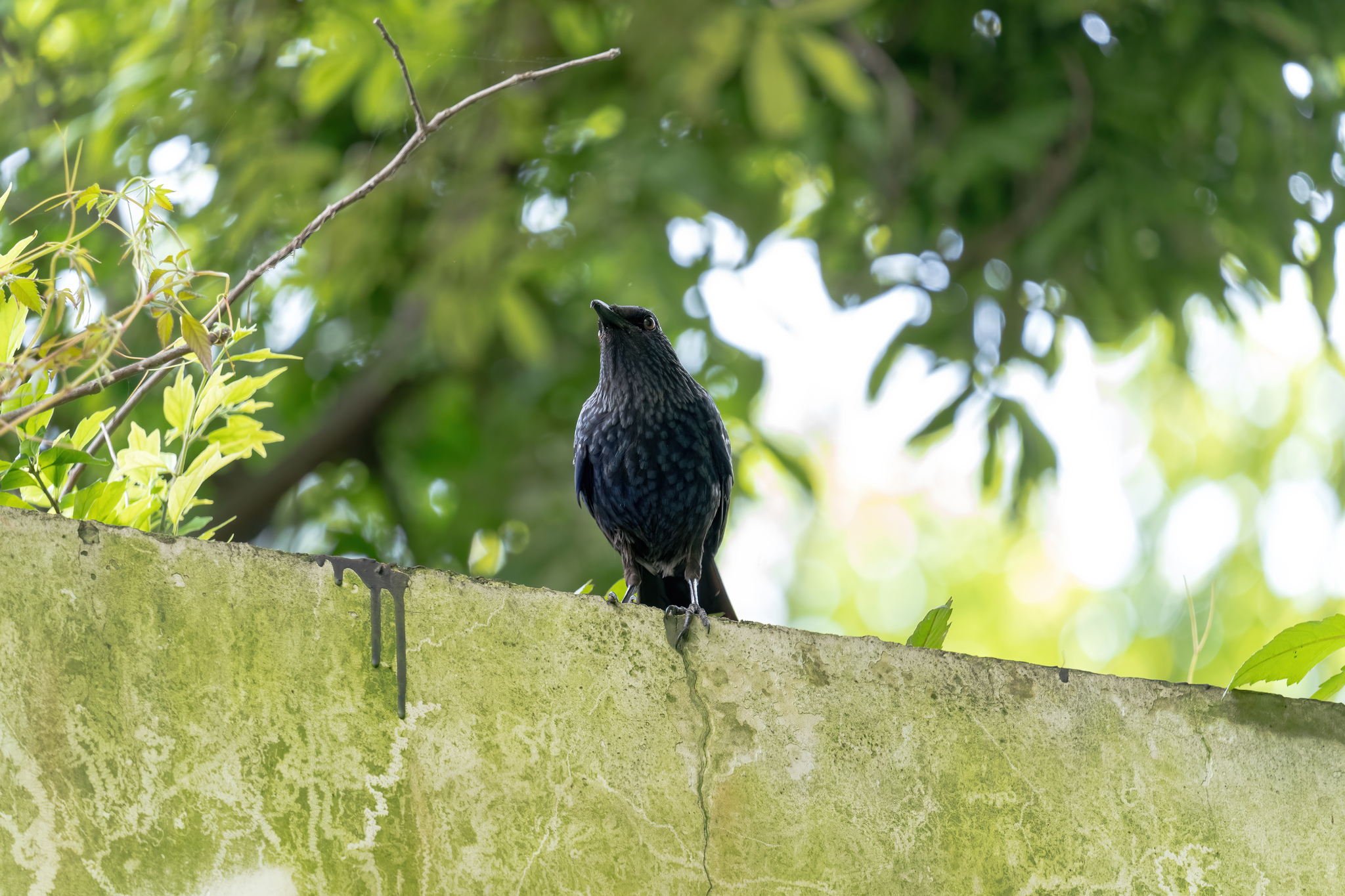 Blue Whistling Thrush