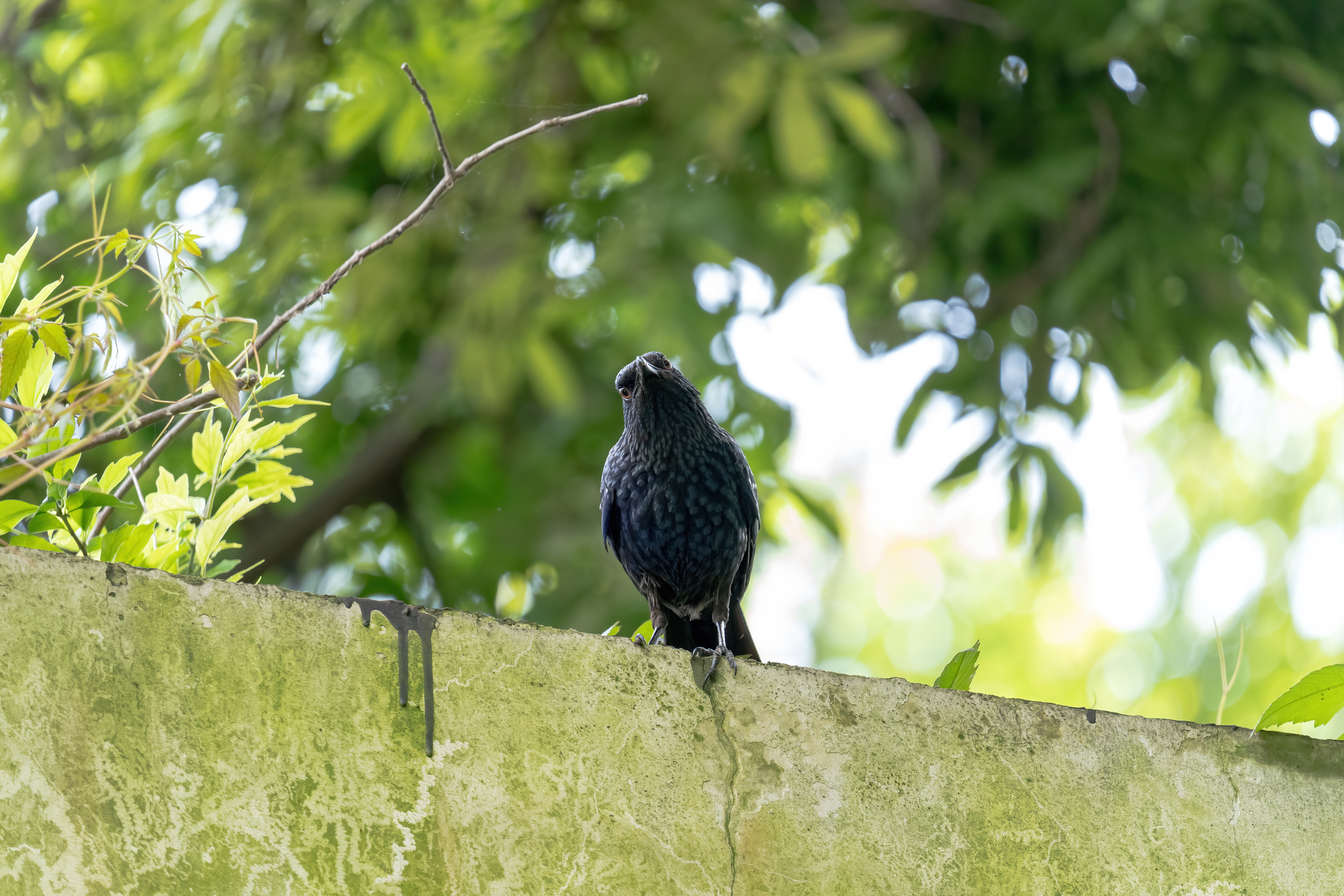 Blue Whistling Thrush