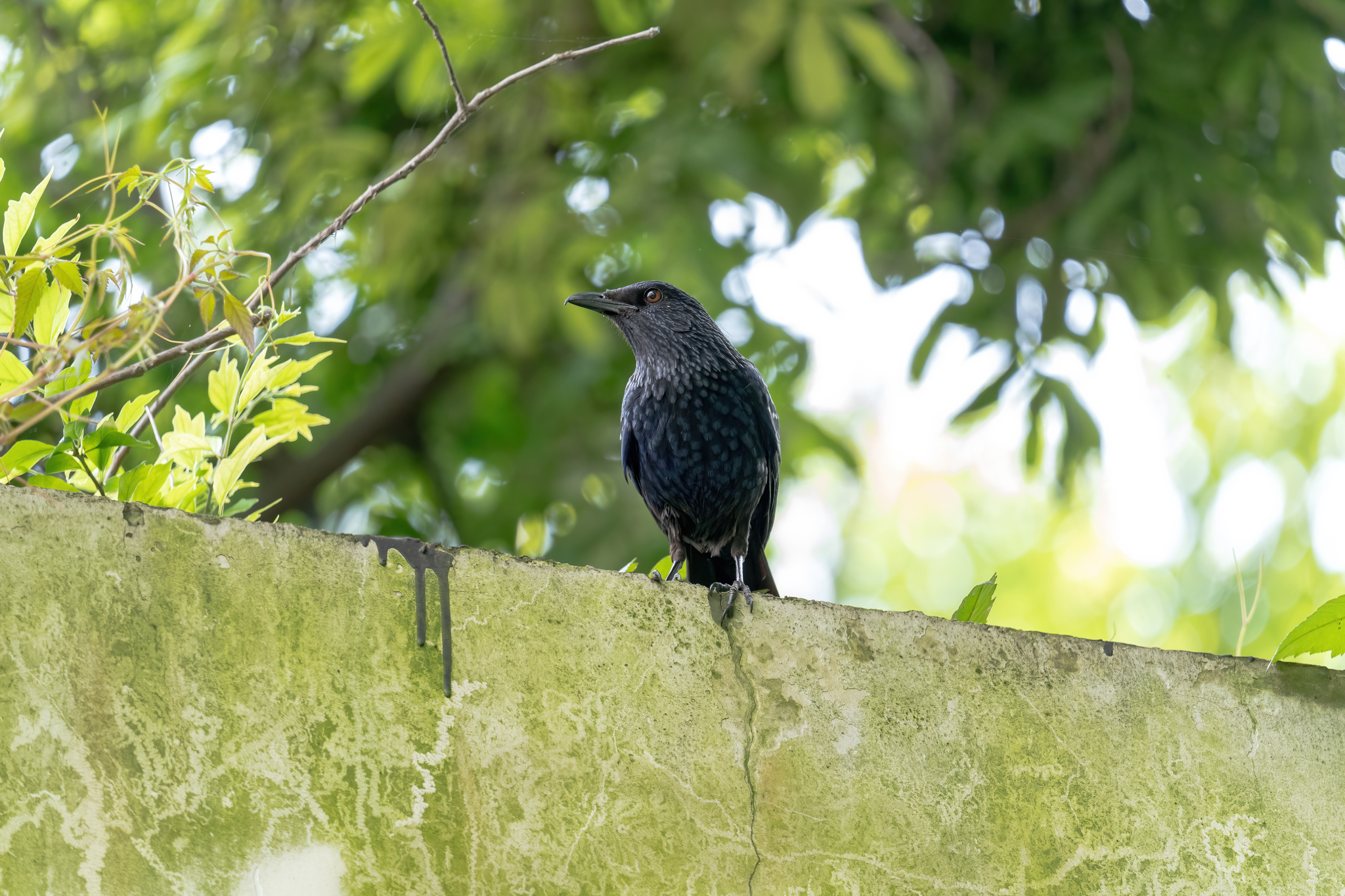 Blue Whistling Thrush