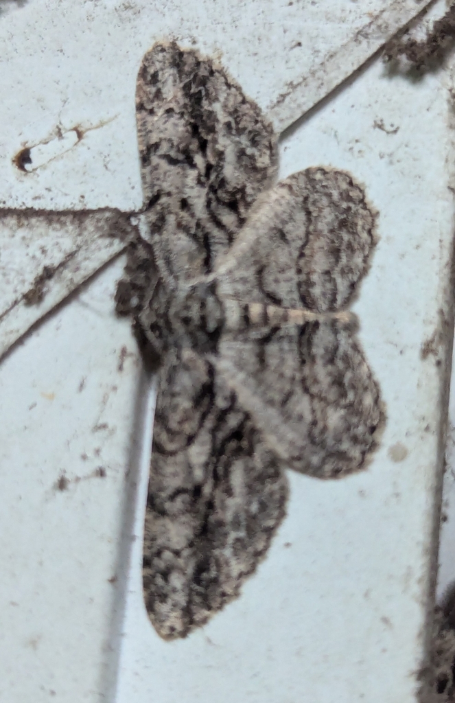 North American Common Gray from Laurel, DE 19956, USA on June 23, 2024 ...