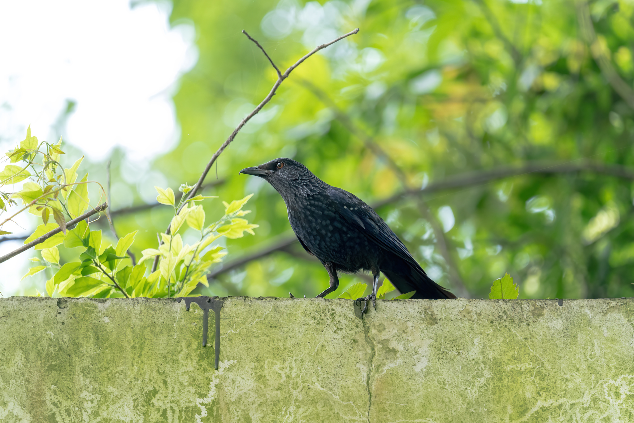 Blue Whistling Thrush