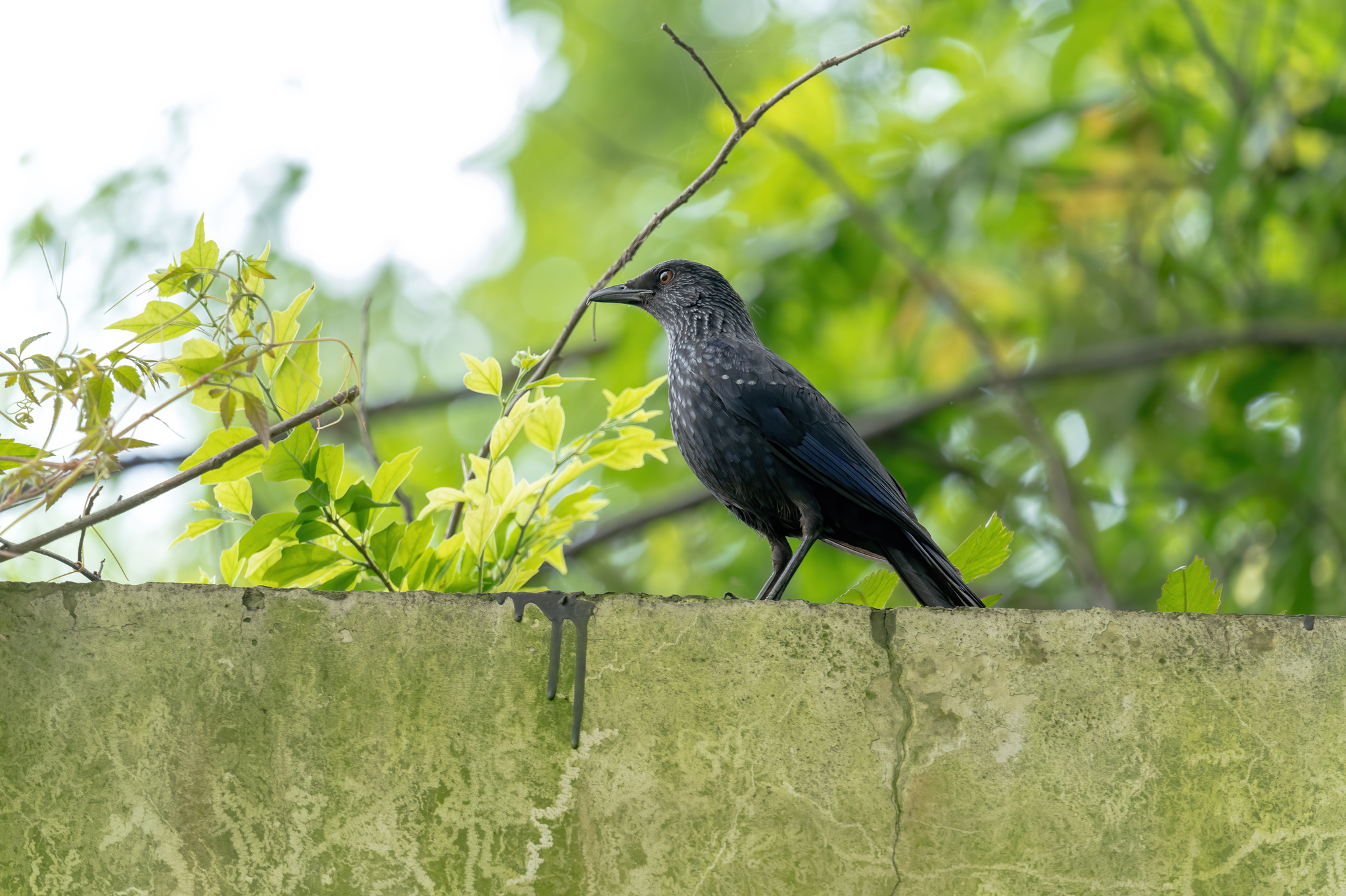Blue Whistling Thrush