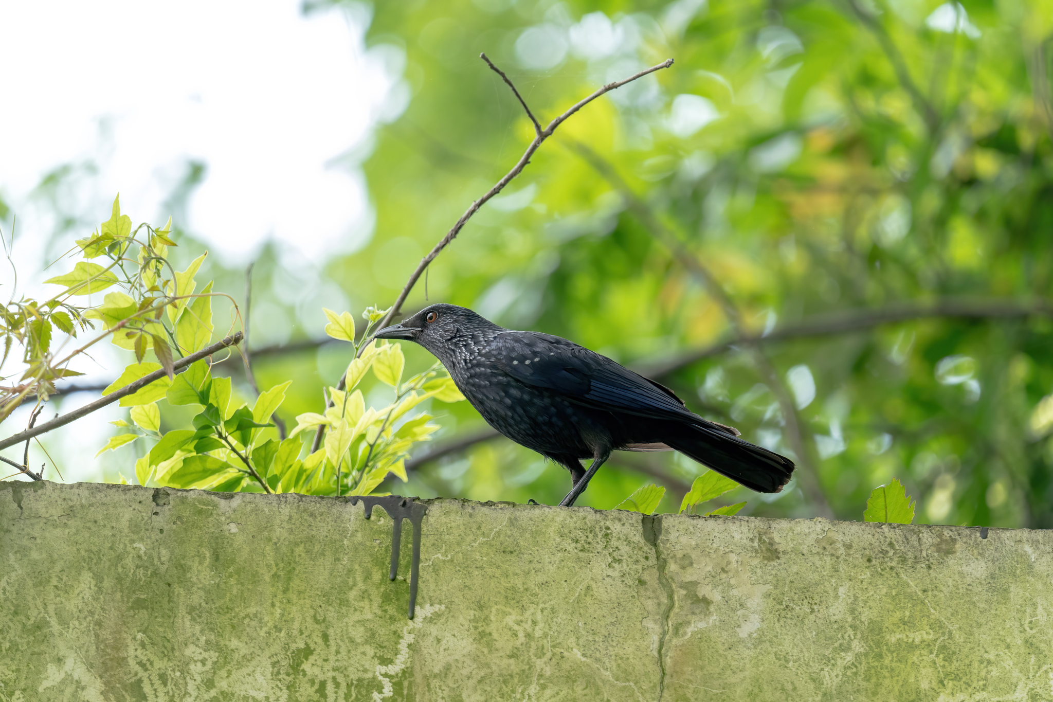 Blue Whistling Thrush