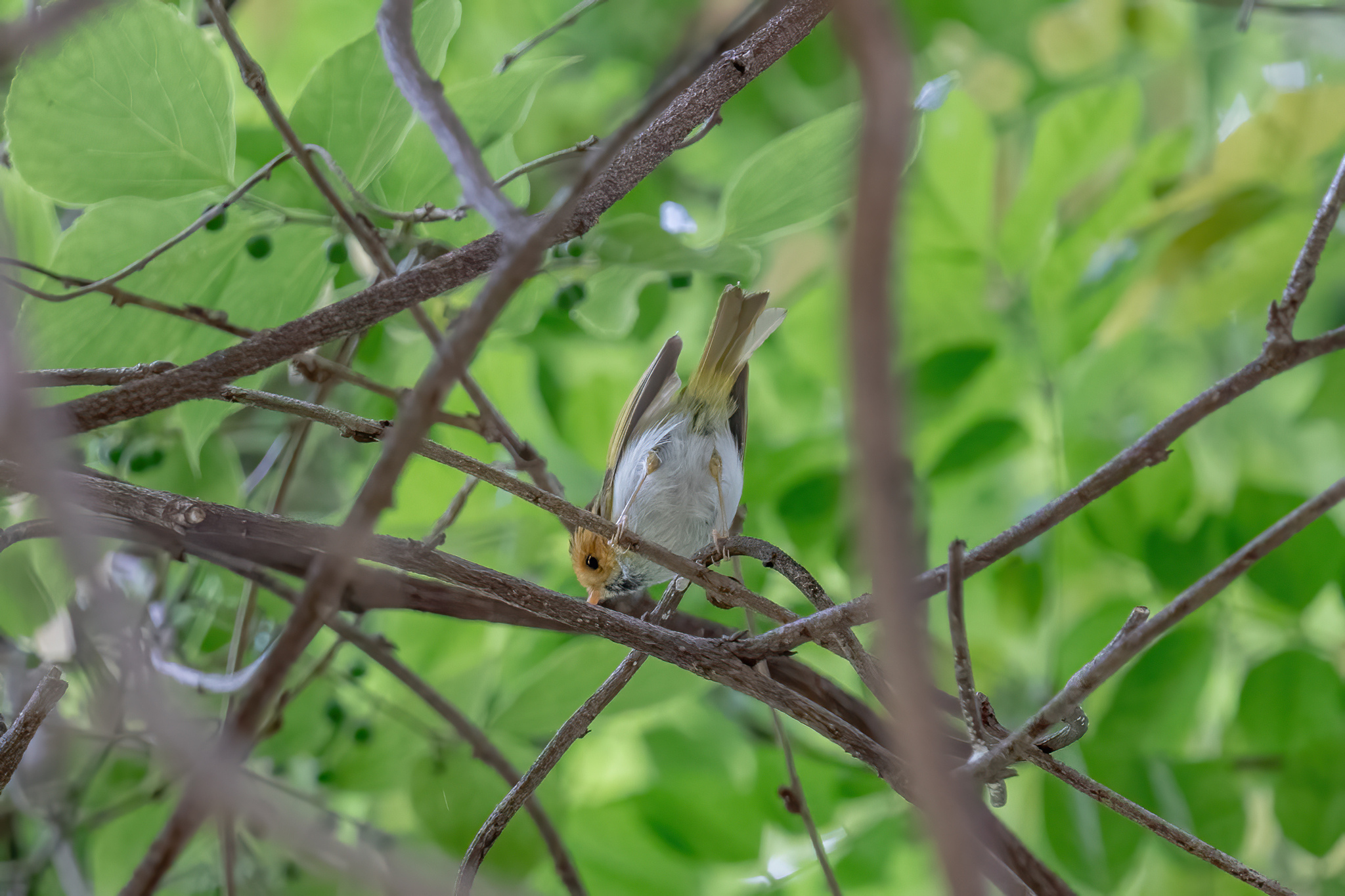 Rufous-faced Warbler