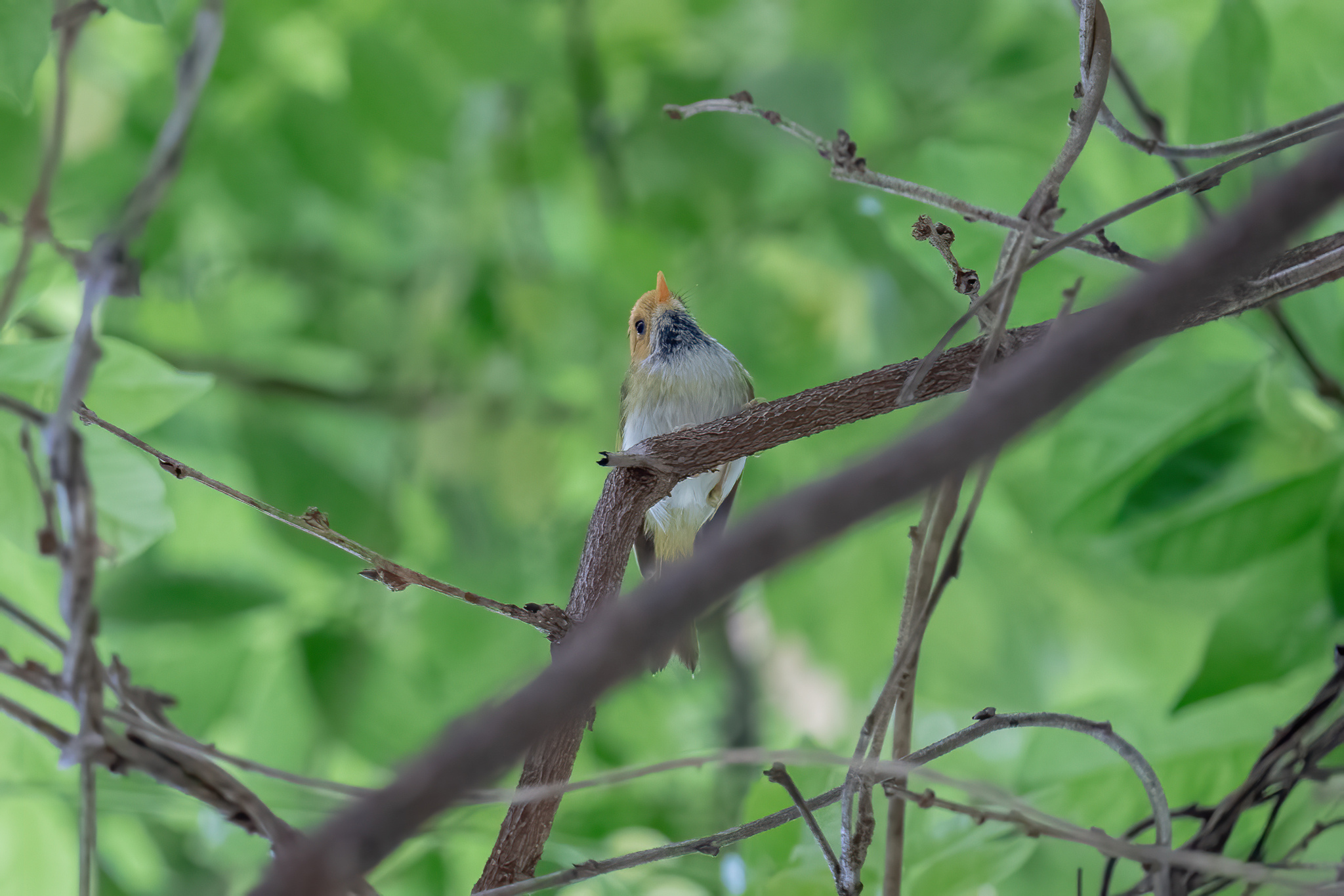Rufous-faced Warbler