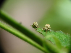 Pseudomyllocerus neapolitanus