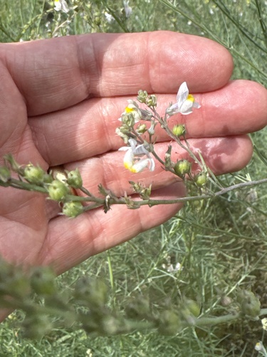 Striped toadflax (Linaria repens)