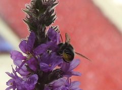 Megachile chrysopyga