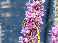 Megachile chrysopyga