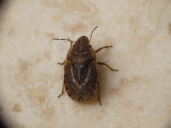Sciocoris cursitans