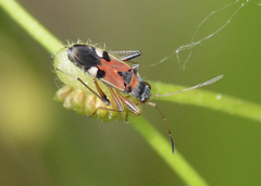 Beosus quadripunctatus