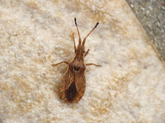Spathocera lobata