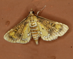 Niphograpta albiguttalis