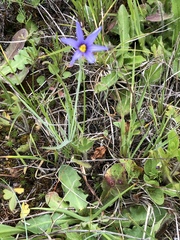 Sisyrinchium idahoense