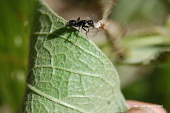 Camponotus laevissimus
