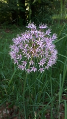 Allium macleanii