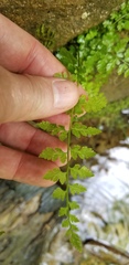 Cystopteris tenuis