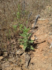 Ambrosia psilostachya