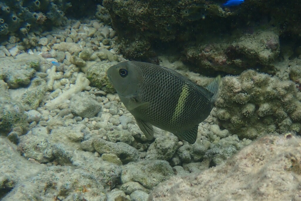 Mezina-zeekarper (Girella mezina) — Kyphosidae