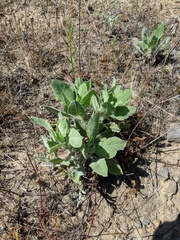 Heterotheca grandiflora